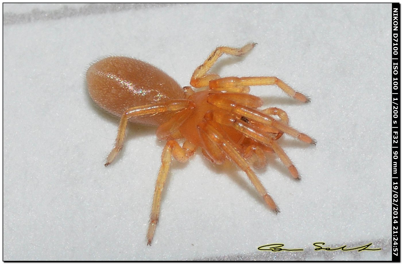 Dysdera sp. - Alghero (SS)